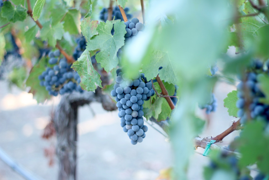 Grape Vine