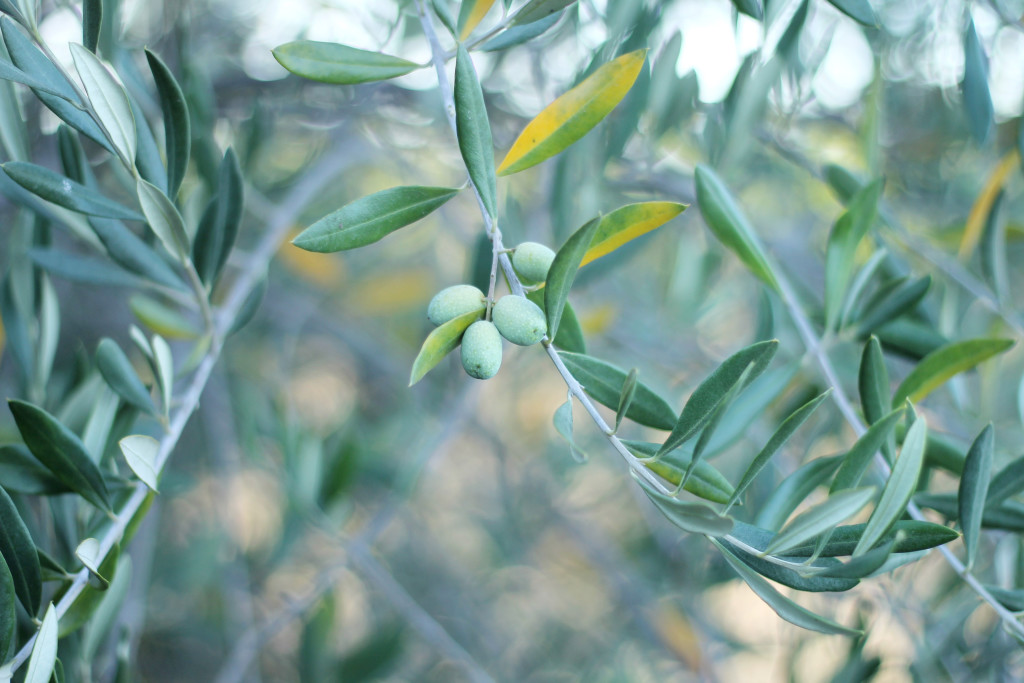 Olive Branch