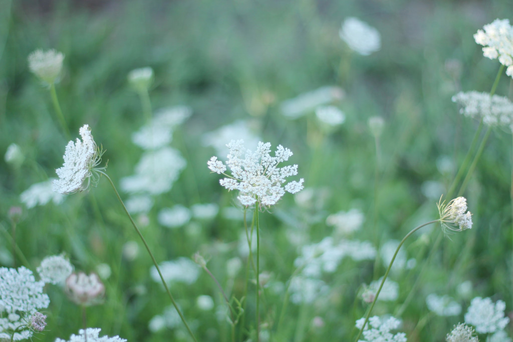 Queen Annes Lace