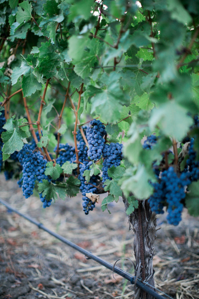 August Cabernet Grapes-30