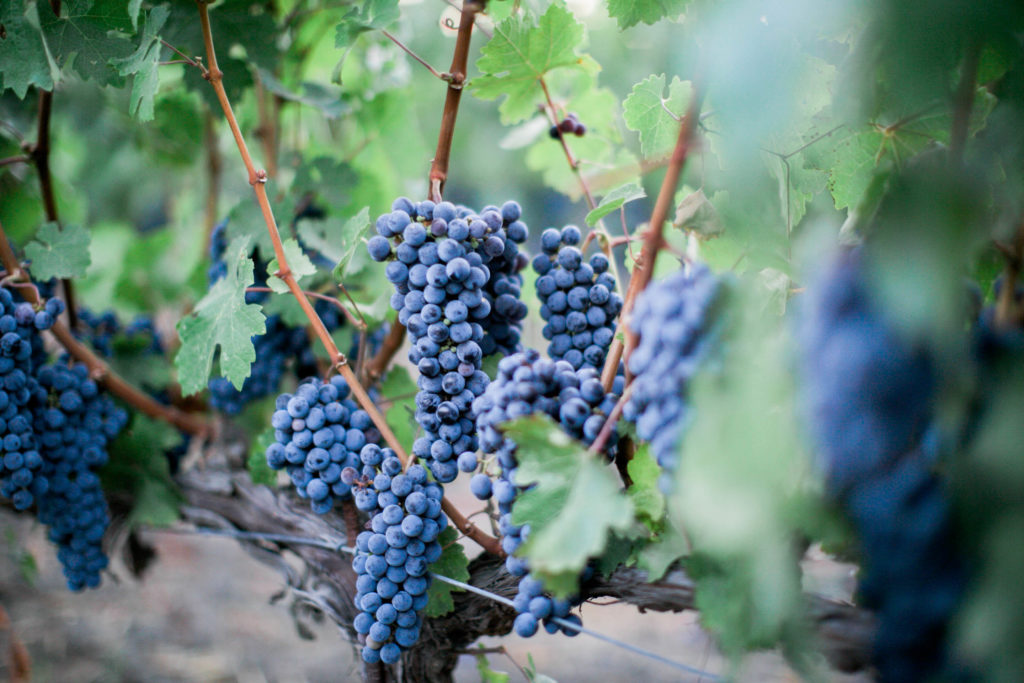 August Cabernet Grapes-39
